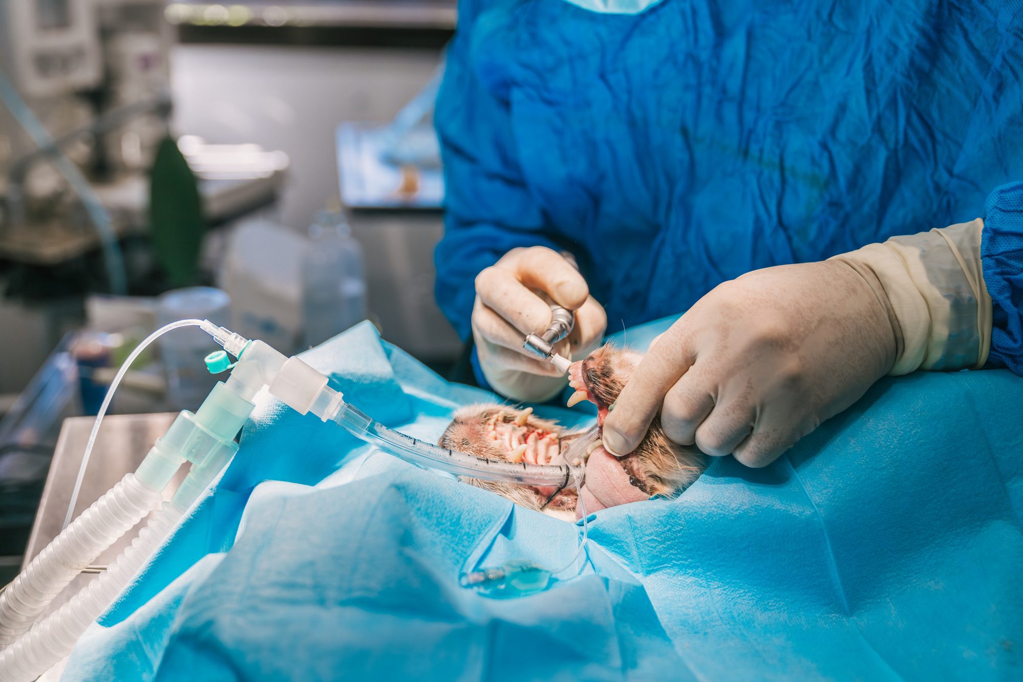Veterinarian performing dental surgery on anesthetized dog in veterinary hospital